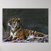 Druck Poster (Vorne)