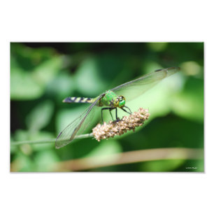 Druck von Eastern Pondhawk Dragonfly
