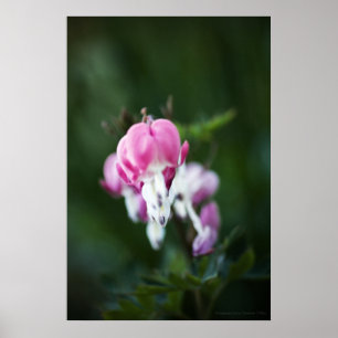 Druckausgabe für abgebrochene Herzen Poster