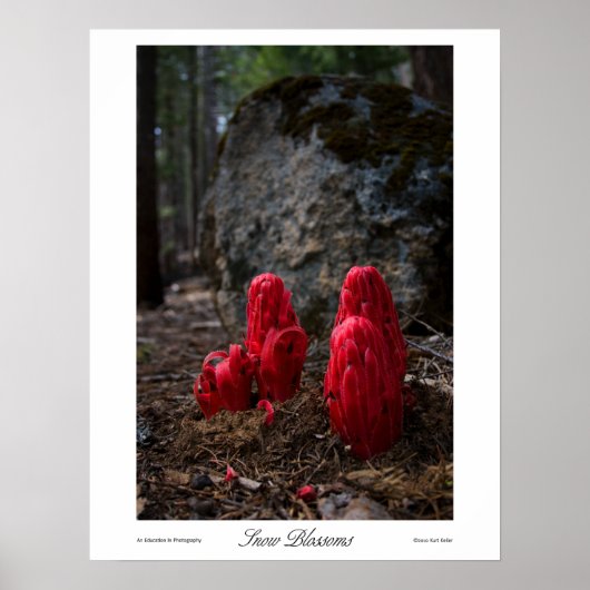 Drucke von Schneeblocken (Vorne)