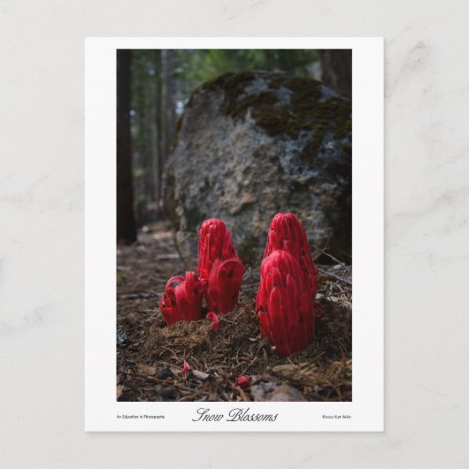 Drucke von Schneeblocken Postkarte (Vorderseite)