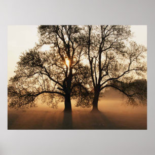 DRUCKEN - 2 Big Tree Sepia Gold Poster