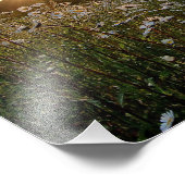 DRUCKEN ~ "A Daisy Sunset" Fotodruck (Ecke)