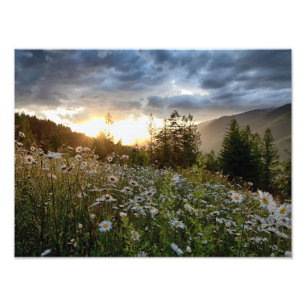 DRUCKEN ~ "A Daisy Sunset" Fotodruck