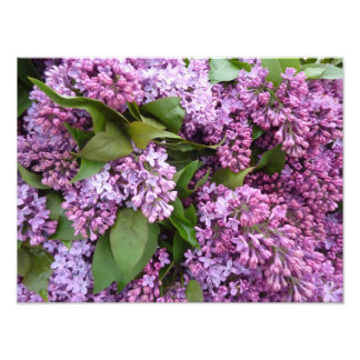 DRUCKEN - Lilacs im Frühjahr - Frankreich Fotodruck