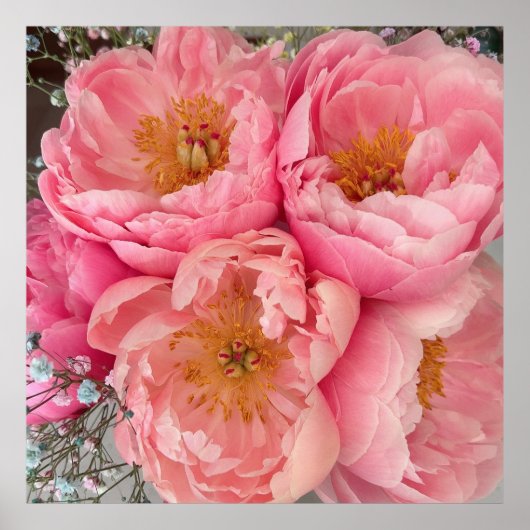 DRUCKEN | Peonies I (30"x30") Poster (Vorne)
