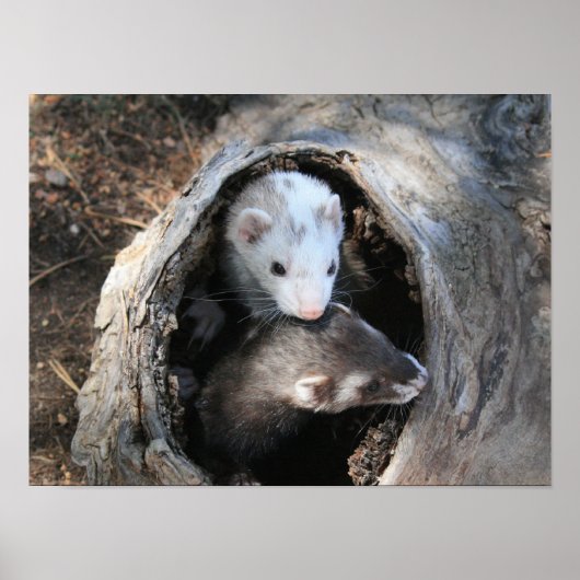 Drucken Poster (Vorne)