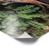 Drucken von Red Fox Foto (Ecke)