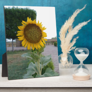Drucken von Sonnenblumen Fotoplatte