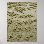 Drucken von Strandvisionen Poster (Vorne)