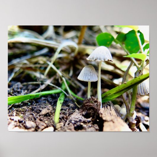 Drucken, Werteplakatpapier (Matte) Poster (Vorne)