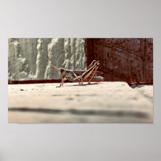 Drucken, Werteplakatpapier (Matte) Poster