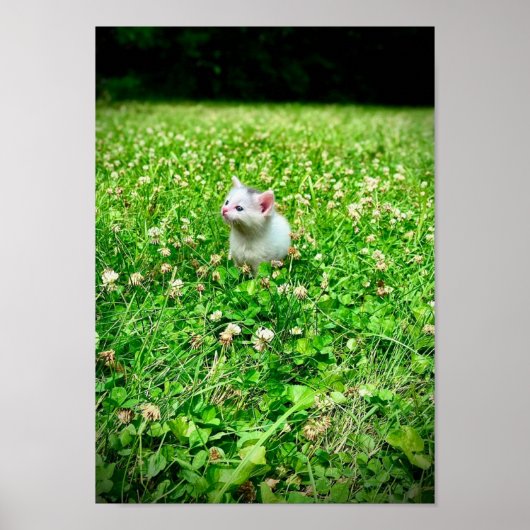 Drucken, Werteplakatpapier (Matte) Poster (Vorne)