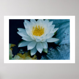 DRUCKEN "WHITE LILLY" POSTER