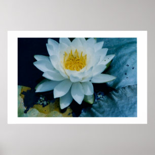 DRUCKEN "WHITE LILLY" POSTER
