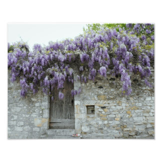 DRUCKEN - Wisteria Viviers Frankreich Fotodruck