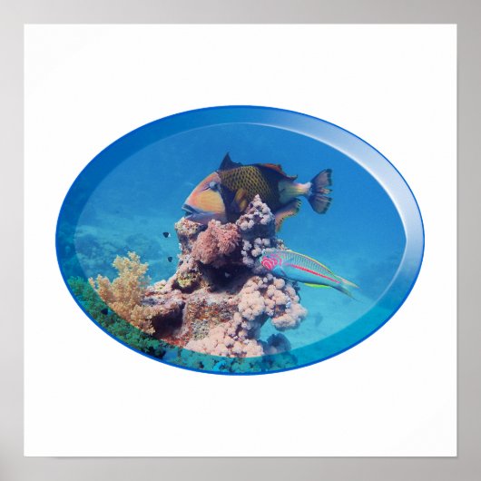 Drückerfisch am Korallenriff - Fotodesign | Poster (Vorne)