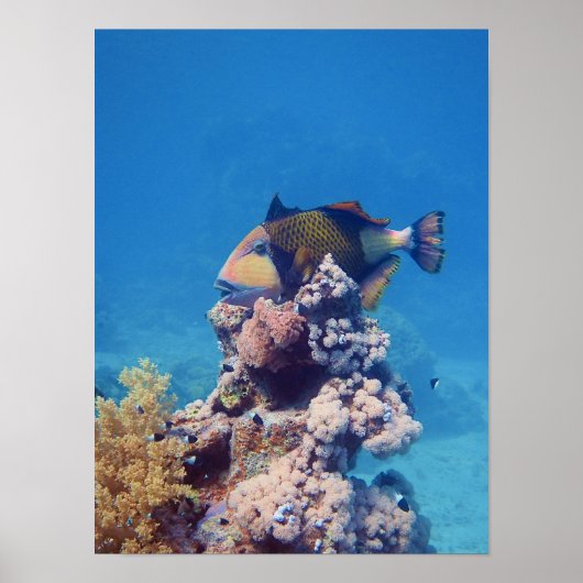 Drückerfisch - Malerisch auf einem Korallenblock | Poster (Vorne)