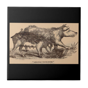 Druckschweine aus dem 19. Jahrhundert Fliese