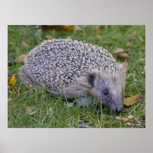 Drucktaste Poster (Vorne)