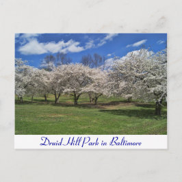 Druid Hill Park im Frühling Postkarte