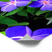 Drummond-Clematis - eine niedliche kleine blaue Bl Poster (Ecke)