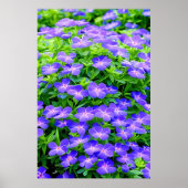 Drummond-Clematis - eine niedliche kleine blaue Bl Poster (Vorne)