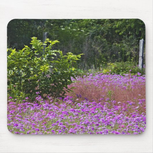 Drummond Phlox, Phlox drummondi, Hilton Head Mousepad (Vorne)