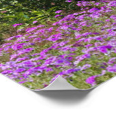 Drummond Phlox, Phlox drummondi, Hilton Head Poster (Ecke)