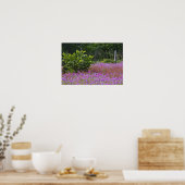 Drummond Phlox, Phlox drummondi, Hilton Head Poster (Küche)