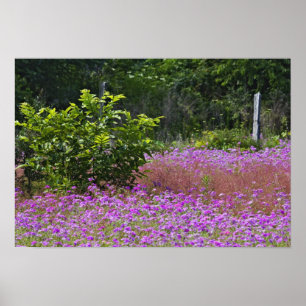 Drummond Phlox, Phlox drummondi, Hilton Head Poster