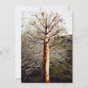 Dry Ferula Pflanze Feiertagskarte