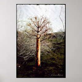 Dry Ferula Pflanze in Tadschikistan Poster