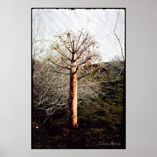 Dry Ferula Pflanze in Tadschikistan Poster (Vorne)