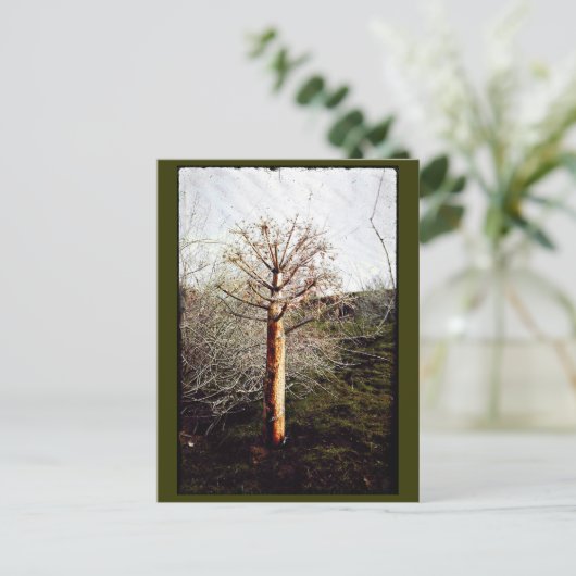 Dry Ferula Pflanze Postkarte (Stehend Vorderseite)