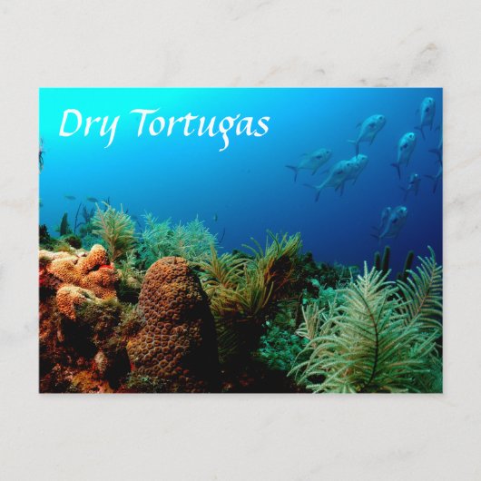 Dry Tortugas National Park, Coral Reef Postkarte (Vorderseite)