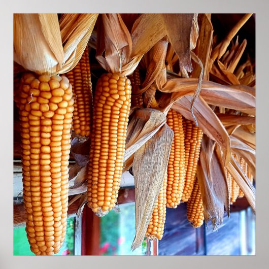 Dry Whole Ear Corn with Husks Poster (Vorne)