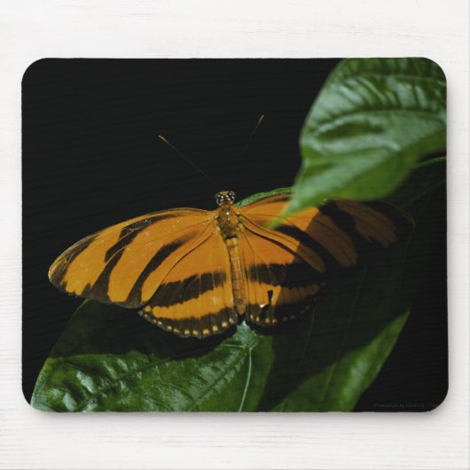 Dryad Mousepad (Vorne)