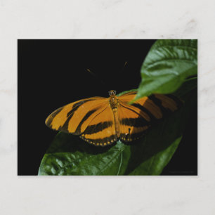 Dryad Postcard Postkarte