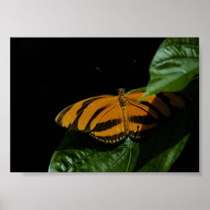 Dryad Print Poster
