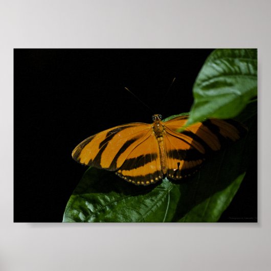 Dryad Print Poster (Vorne)