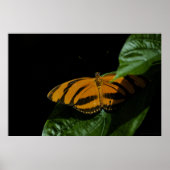 Dryad Print Poster (Vorne)