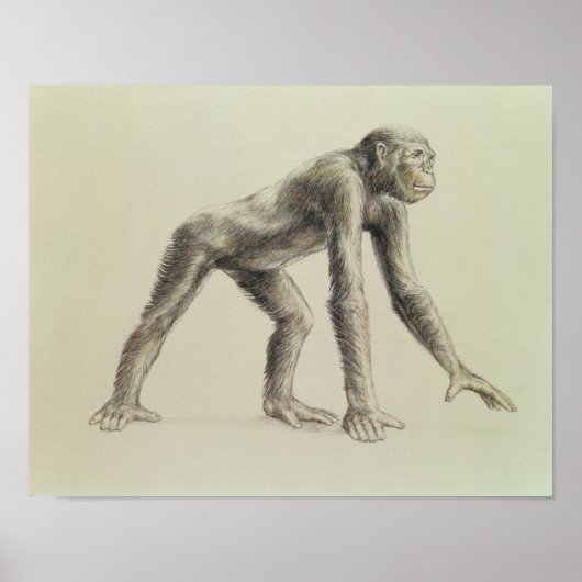 Dryopithecus Africanus Poster (Vorne)