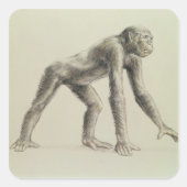 Dryopithecus Africanus Quadratischer Aufkleber (Vorderseite)