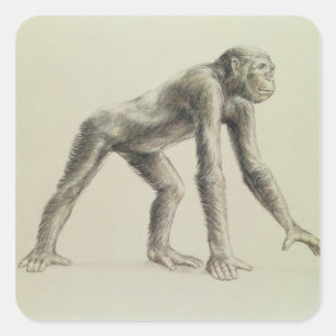 Dryopithecus Africanus Quadratischer Aufkleber