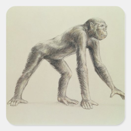 Dryopithecus Africanus Quadratischer Aufkleber (Vorderseite)