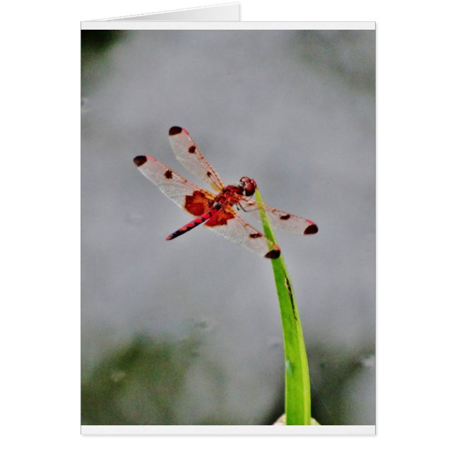 DSC00029.JPG (Vorne)