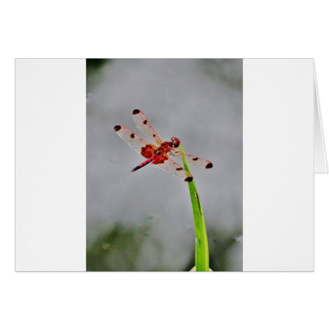 DSC00029.JPG (Vorderseite (Horizontal))