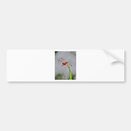 DSC00029.JPG AUTOAUFKLEBER (Vorne)