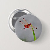 DSC00029.JPG BUTTON (Vorne & Hinten)